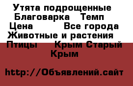 Утята подрощенные “Благоварка“,“Темп“ › Цена ­ 100 - Все города Животные и растения » Птицы   . Крым,Старый Крым